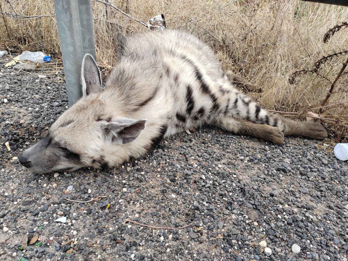 Nesli tükenme tehlikesi altındaki çizgili sırtlan öldü